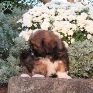 Bobby, Lhasa Apso Puppy